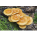 Мицелий Опенка летнего / Опенок липовый (Kuehneromyces mutabilis) Мицелий Опенка летнего / Опенок липовый (Kuehneromyces mutabilis)
